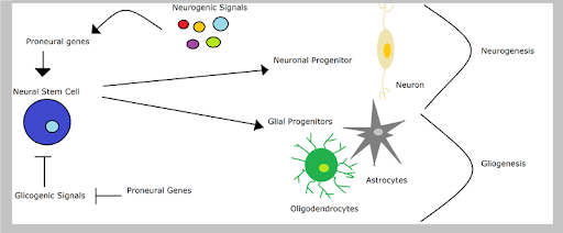 <b>La différenciation des cellules du système nerveux</b><div><i>The_influence_of_proneural_genes_in_neural_development, par Projet NCD, travail personnel, via Wikimédia Commons, CC-BY-SA-3.0 commons,  https://commons.wikimedia.org/wiki/File:The_influence_of_proneural_genes_in_neural_development.png</i><b><br></b></div>
