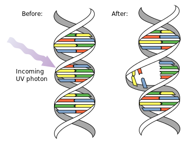 Dimère de thymine <div><i>DNA UV mutation.svg par DNA_UV_mutation.gif: NASA/David Herring  Domaine public, via Wikimedia Commons, https://commons.wikimedia.org/wiki/File:DNA_UV_mutation.svg?uselang=de&nbsp;&nbsp;</i><br></div>