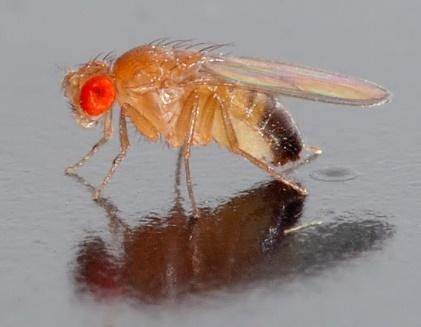 <b>Drosophile au phénotype sauvage (corps clair, ailes longues, yeux rouges)</b> <i>Drosophila melanogaster - side (aka) .jpg par André Karwath alias Aka via Wikimédia Commons, CC-BY-SA-2.5, https://commons.wikimedia.org/wiki/File:Drosophila_melanogaster_-_side_(aka).jpg&nbsp;&nbsp;</i>