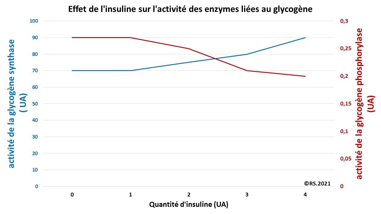 <b>Effet de l’insuline sur l’activité des enzymes liées au glycogène</b>