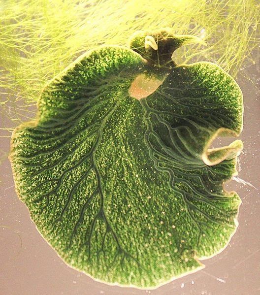 <b>Elysia émeraude</b><div><i>Elysia-chlorotica-body.jpg par Karen N. Pelletreau et coll., via Wikimédia Commons,  CC-BY-4.0, https://commons.wikimedia.org/wiki/File:Elysia-chlorotica-body.jpg</i><b><br></b></div>