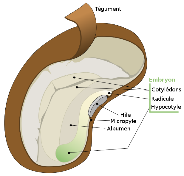 <b>Embryon d’une graine de Haricot</b><div><i>Dycotyledon seed diagram-fr.svg par LadyofHats / Traducteur Cehagenmerak via Wikimédia Commons, Domaine publique, https://commons.wikimedia.org/wiki/File:Dycotyledon_seed_diagram-fr.svg</i><b><br></b></div>