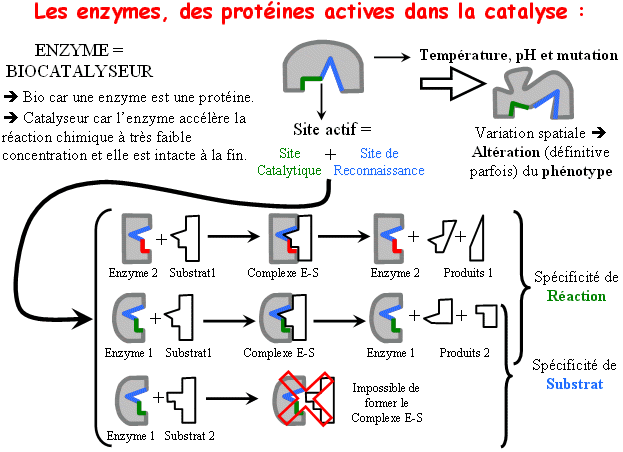 Les enzymes, des biocatalyseurs<div><i>http://www.ac-grenoble.fr/disciplines/svt/file/ancien_site/log/1_s/1s_genotype/1s_genphe_ch2.htm- ! Schéma d’origine modifié par Caroline Helfer</i><br></div>