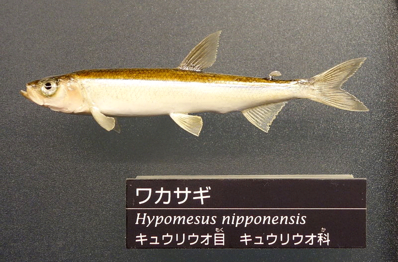<b>Éperlans japonais</b><div><i>Hypomesus nipponensis - Musée national de la nature et des sciences, Tokyo - DSC06856.JPG, par Daderot propre travail , via Wikimédia Commons,   CC-Zéro https://commons.wikimedia.org/wiki/File:Hypomesus_nipponensis_-_National_Museum_of_Nature_and_Science,_Tokyo_-_DSC06856.JPG</i><b><br></b></div>