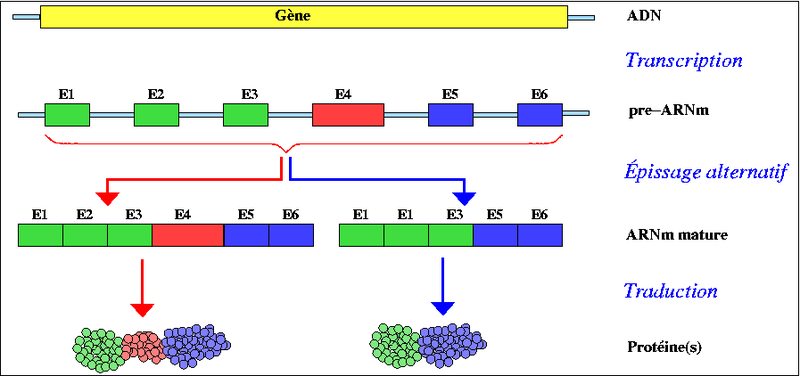 <div>La maturation de l’ARN pré-messager par épissage Altspli.png, Original téléversé par Benny sur Wikipédia français, CC-BY-SA-3.0-migrated, https://commons.wikimedia.org/wiki/File:Altspli.png?uselang=fr<br></div>