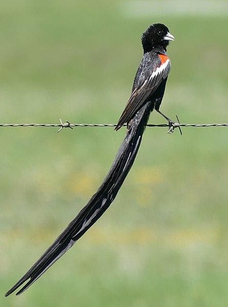 <b>Euplecte en période de reproduction</b><div><i>Long-tailed Widowbird (Euplectes progne) male .... (46718360972).jpg, par Bernard DUPONT from France, via Wikimédia Commons,  CC-BY-SA-2.0, https://commons.wikimedia.org/wiki/File:Long-tailed_Widowbird_(Euplectes_progne)_male_...._(46718360972).jpg?uselang=fr</i><b><br></b></div>