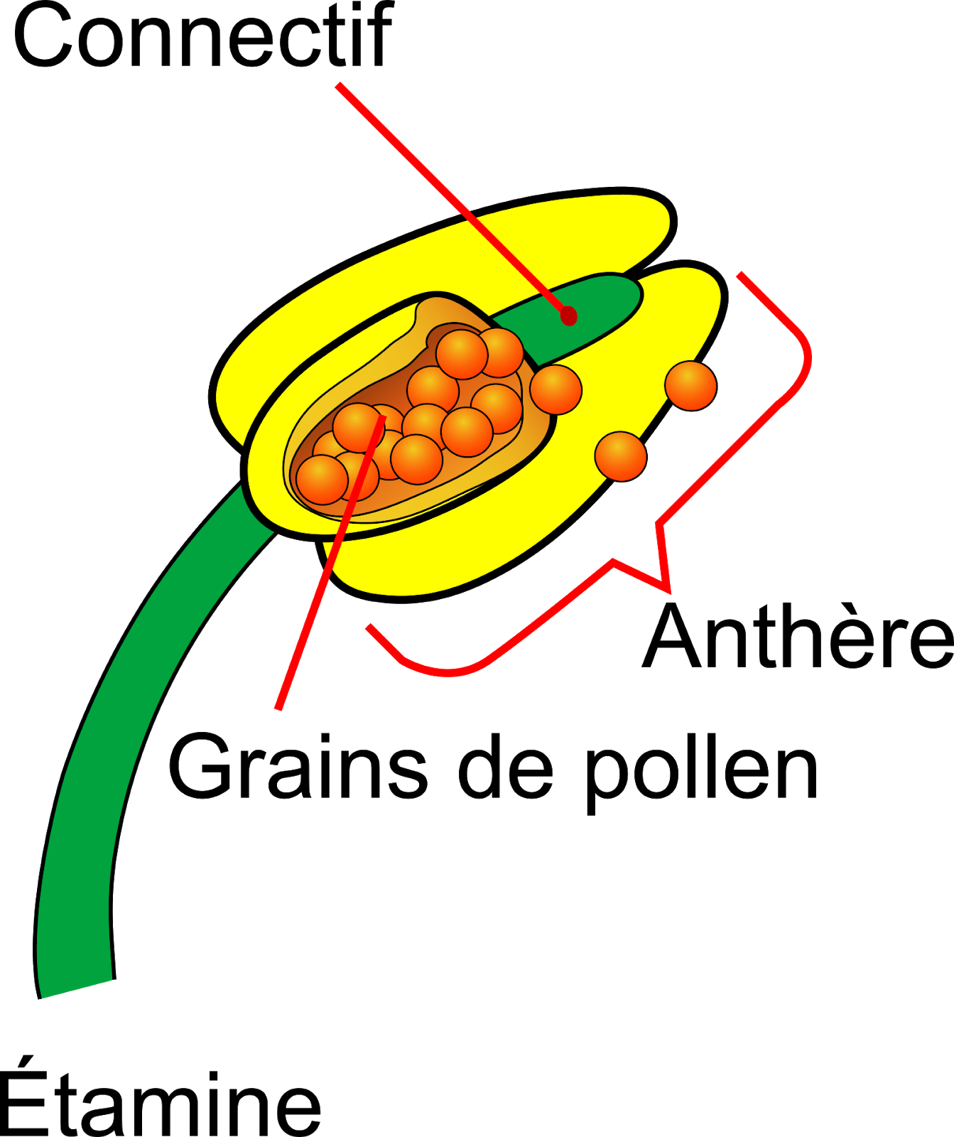 <b>Structure d’une étamine</b><div><i>Mature flower diagram-fr.svg, par Mariana Ruiz LadyofHats, translation by Berrucomons ; via Wikimédia Commons, domaine publique, modifié par Sandra Rivière, https://commons.wikimedia.org/wiki/File:Mature_flower_diagram-fr.svg?uselang=fr</i><b><br></b></div>