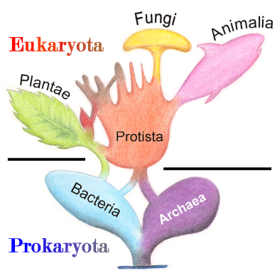 <b>Origine des eucaryotes selon la théorie de l’endosymbiose</b><div><i>Tree of Living Organisms 2.png par Maulucioni y Doridí  via Wikimédia Commons,  CC-BY-SA-3.0, https://commons.wikimedia.org/wiki/File:Tree_of_Living_Organisms_2.png</i><b><br></b></div>