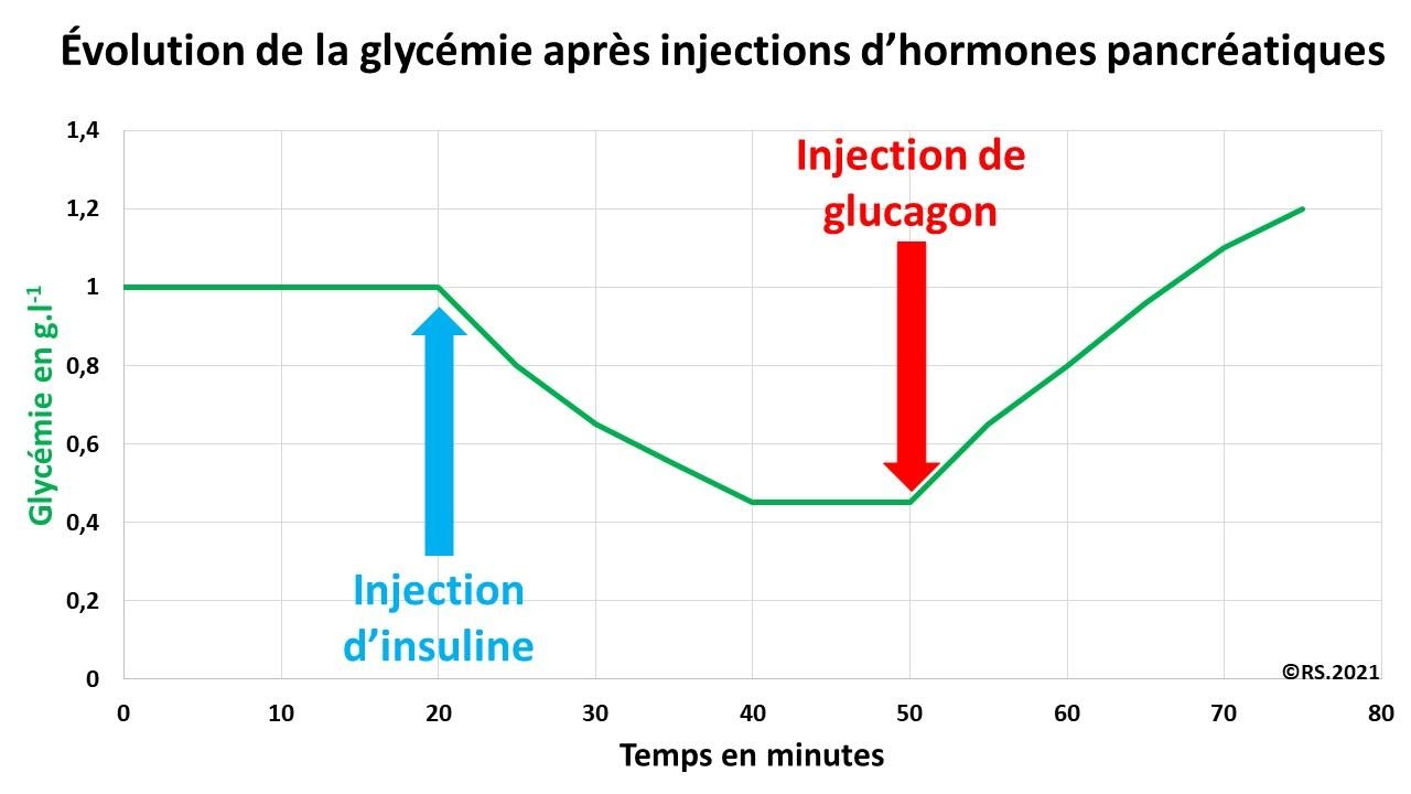 <b>Évolution de la glycémie après injection d’hormones pancréatiques</b>