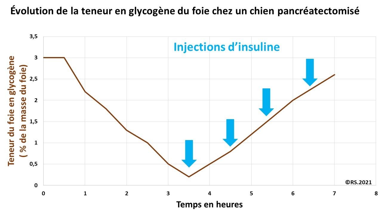 <b>Effet de l’insuline sur le glycogène hépatique chez un chien pancréatectomisé</b>