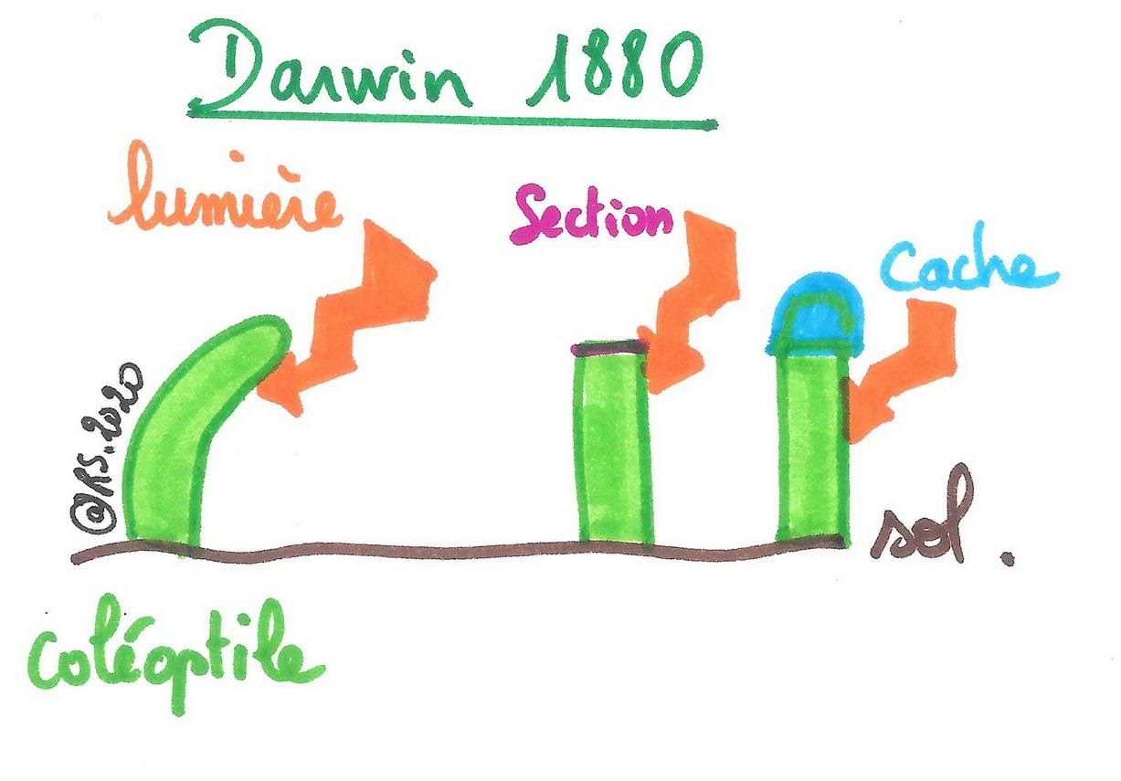 <b>Expérimentation de Darwin</b><div><i>©RS.2020</i><b><br></b></div>