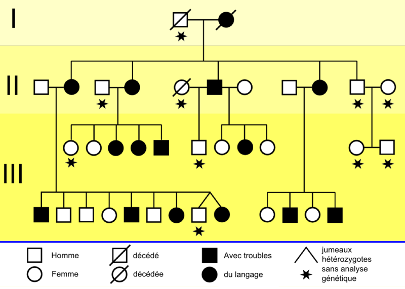 <b>Exemple d’arbre généalogique de génétique montrant la transmission d’un trouble du langage</b><div><i>Pedigree KE-Family 01-fr.png par Kuebi&nbsp;= Armin Kübelbeck via Wikimédia Commons, CC-BY-SA-3.0,
 https://commons.wikimedia.org/wiki/File:KE-Family_pedigree_01-fr.png<b><br></b></i><div><b><br></b></div></div>