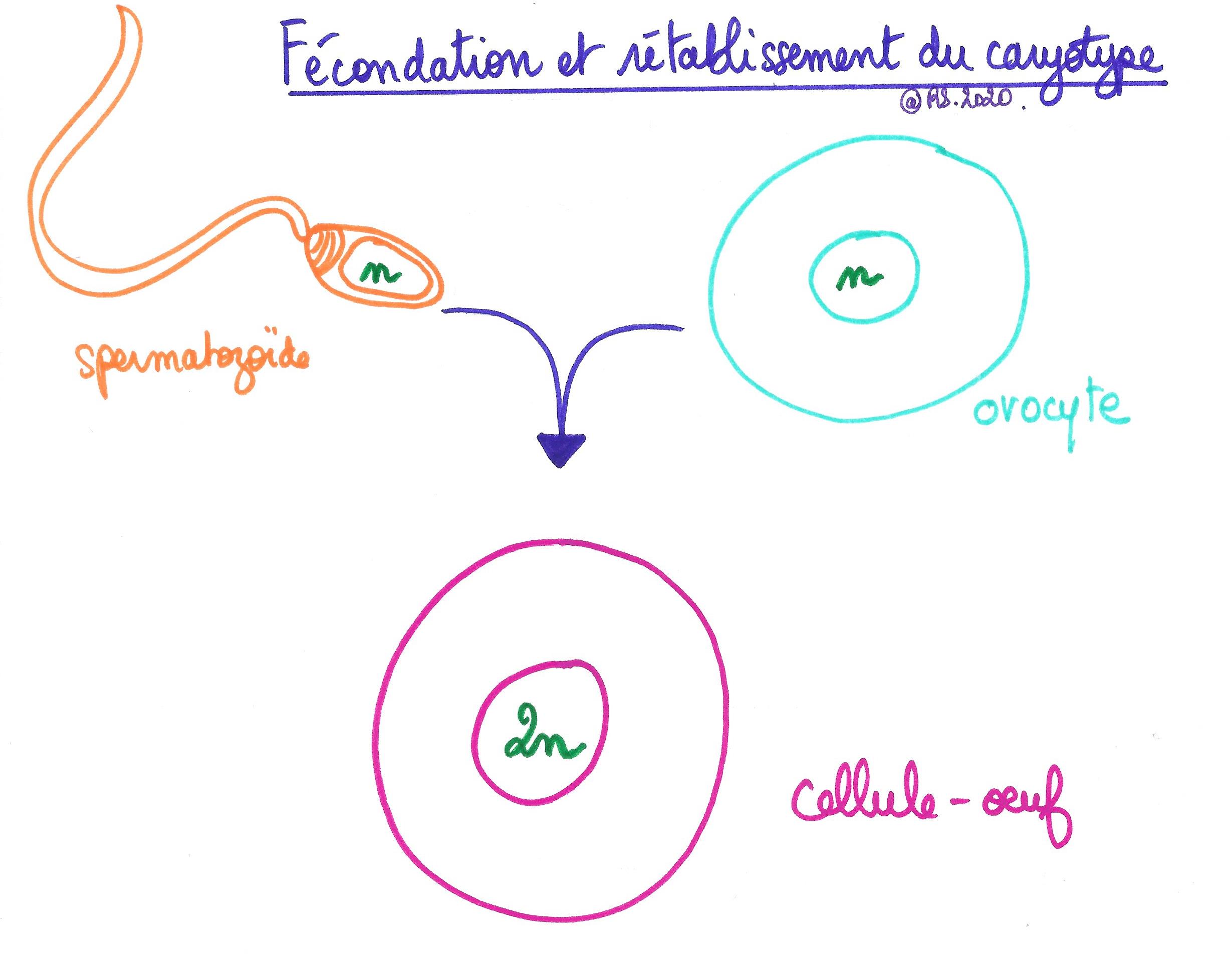 <b>Fécondation et rétablissement du caryotype</b><div><b><br></b></div>