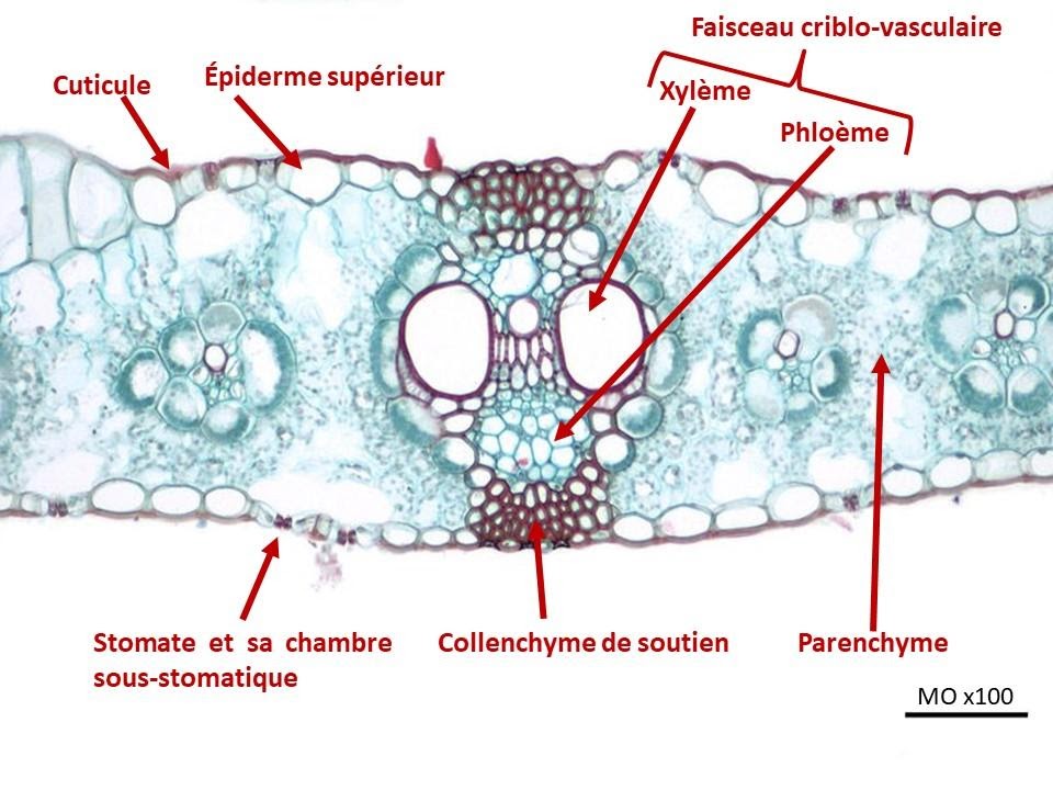 <b>Coupe de feuille de maïs et son faisceau criblo-vasculaire de la nervure centrale </b><div><i>Zea mays leaf.jpg, par Jon Houseman, via wikimedia commons, CC-BY-SA-4.0, modifié par Sandra Rivière , https://commons.wikimedia.org/wiki/File:Zea_mays_leaf.jpg</i><b><br></b></div>