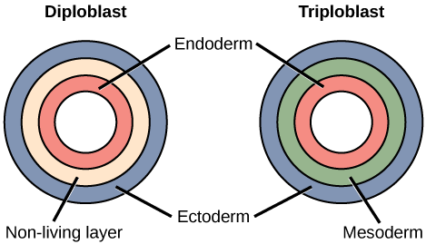 <b>Gastrula chez les diploblastes et les triploblastes</b><div><i>Figure 27 02 04.png, par CNX OpenStax , &nbsp;via Wikimédia Commons, CC-BY-4.0 , ,
 https://commons.wikimedia.org/wiki/File:Figure_27_02_04.png</i><b><br></b></div>