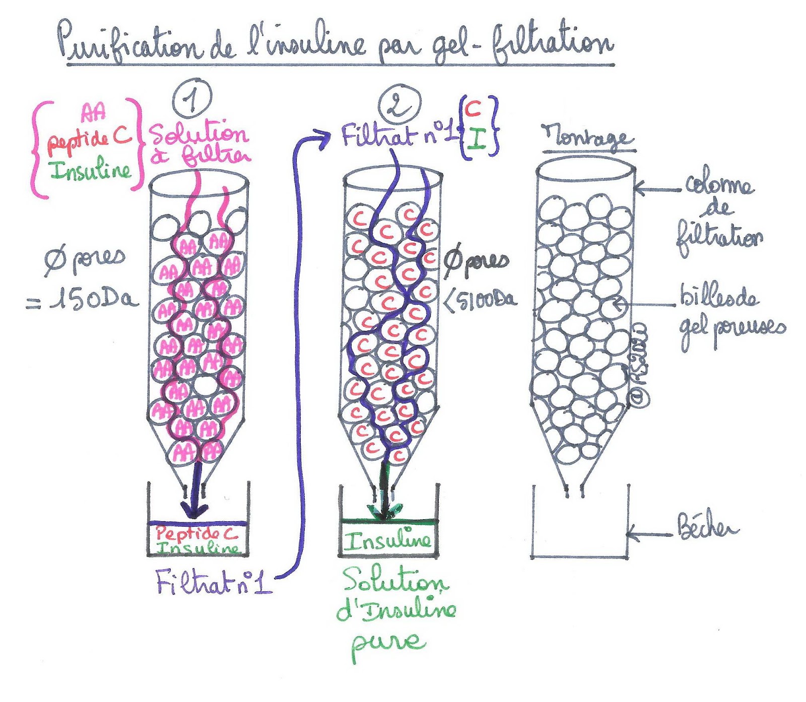 <b>Filtration de l’insuline par exclusion sur colonne de gel-filtration</b>