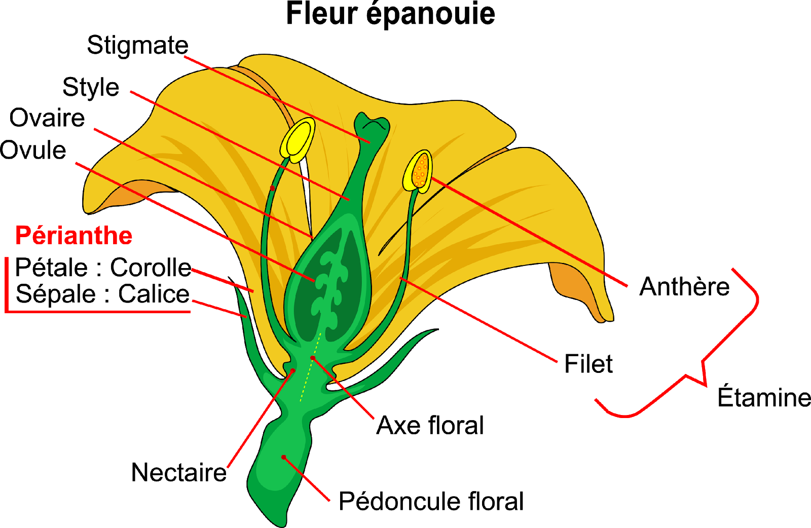 <b>Structure de la fleur</b><div><i>Mature flower diagram-fr.svg, par Mariana Ruiz LadyofHats, translation by Berrucomons ; via Wikimédia Commons, domaine publique, modifié par Sandra Rivière, https://commons.wikimedia.org/wiki/File:Mature_flower_diagram-fr.svg?uselang=fr</i><b><br></b></div>