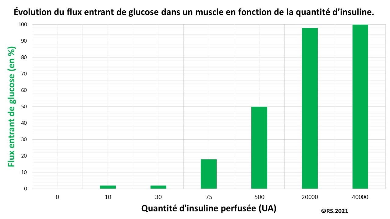 <b>Évolution du flux entrant de glucose dans un muscle sous perfusion d’insuline</b>