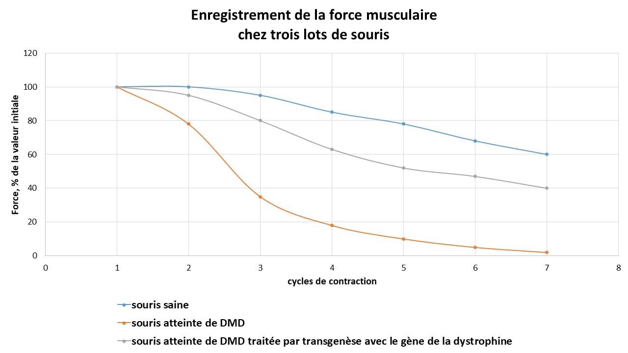 <b>Mesure de la force musculaire au fur et à mesure des cycles de contraction chez 3 lots de souris</b><div><i>©RS.2021</i><b><br></b></div>