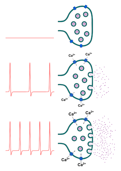 <b>Relation entre fréquence des potentiels d’action présynaptiques et la quantité de neurotransmetteurs libérée</b><div><i>Neurotransmitter release.png par Peter Duncan propre travail, via Wikimedia commons, CC-BY-SA-4.0, https://commons.wikimedia.org/wiki/File:Neurotransmitter_release.png</i><b><br></b></div>