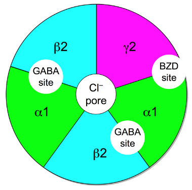 <b>Récepteur GABA-A-ergique</b><div><i>GABAA-receptor-protein-example , par Chemgirl131 at English Wikipedia via Wikimédia Commons, domaine publique, https://commons.wikimedia.org/wiki/File:GABAA-receptor-protein-example.png</i><b><br></b></div>