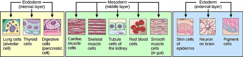 <b>Le devenir des différents feuillets pendant l’organogénèse</b><div><i>Germ couches.jpg, par CNX , &nbsp;via Wikimédia Commons, &nbsp; CC-BY-SA-3.0
 https://commons.wikimedia.org/wiki/File:Germ_layers.jpg</i><b><br></b></div>
