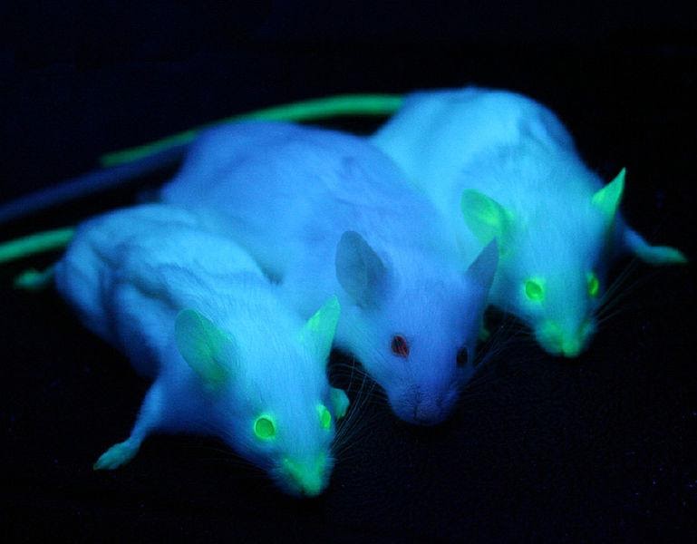 <b>Souris exprimant la protéine GFP</b><div><i>GFP Mice 01.jpg, par see above via Wikimédia commons, source Ingrid Moen, Charlotte Jevne, Jian Wang, Karl-Henning Kalland, Martha Chekenya, Lars A Akslen, Linda Sleire, Per Ø Enger, Rolf K Reed, Anne M Øyan and Linda EB Stuhr: Gene expression in tumor cells and stroma in dsRed 4T1 tumors in eGFP-expressing mice with and without enhanced oxygenation. In: BMC Cancer. 2012, 12:21. doi:10.1186/1471-2407-12-21 PDF, CC-BY-2.0, https://commons.wikimedia.org/wiki/File:GFP_Mice_01.jpg?uselang=fr&nbsp; &nbsp;</i><b><br></b></div>