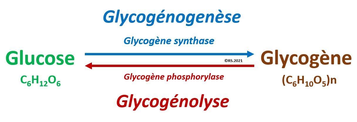 <b>Équilibre glucose-glycogène</b>