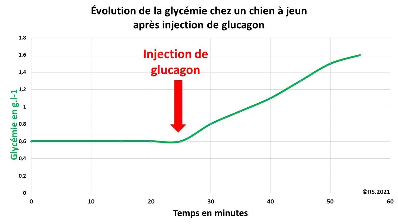 <b>Évolution de la glycémie après injection de glucagon chez un chien à jeun</b>