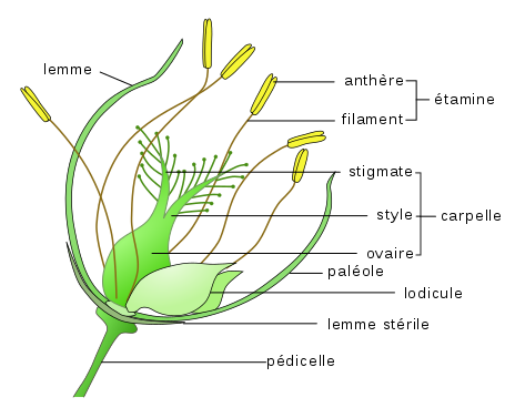 <b>Fleur de graminée</b><div><i>Grassflower-fr.svg, Original:David CondreyVecteur: Spedona, via Wikimedia commons, CC-BY-SA-4.0, https://commons.wikimedia.org/wiki/File:Grassflower-fr.svg&nbsp;&nbsp;</i><b><br></b></div>