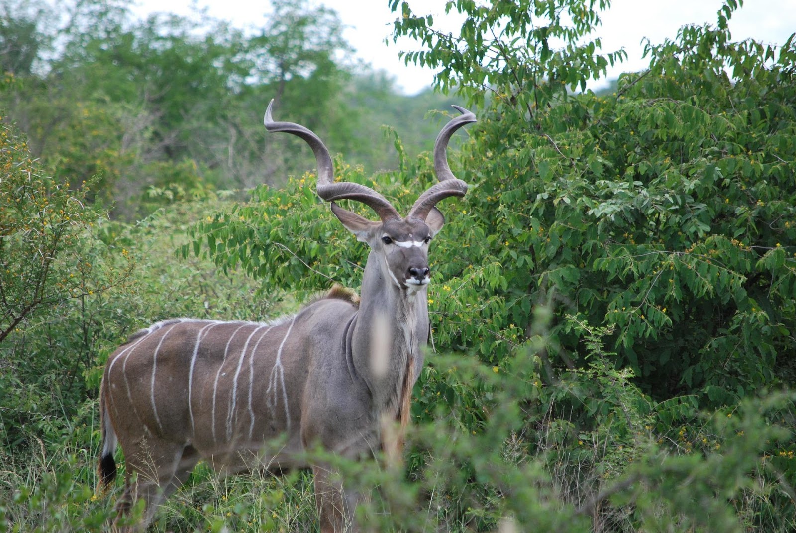 <b>Grand Koudou</b><div><i>kudu-753045_1920 ภาพโดย Julien Legrand <b>จาก </b>Pixabay , https://pixabay.com/th/photos/kudu</i><b><br></b></div>