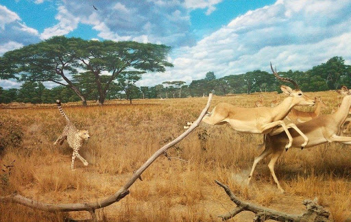 <b>Guépard et gazelles en état de stress</b><div><i>cheetah-1308943_1920, Image par J C de Pixabay, https://pixabay.com/fr/photos/gu%C3%A9pard-gazelle-la-chasse-1308943/</i><b><br></b></div>