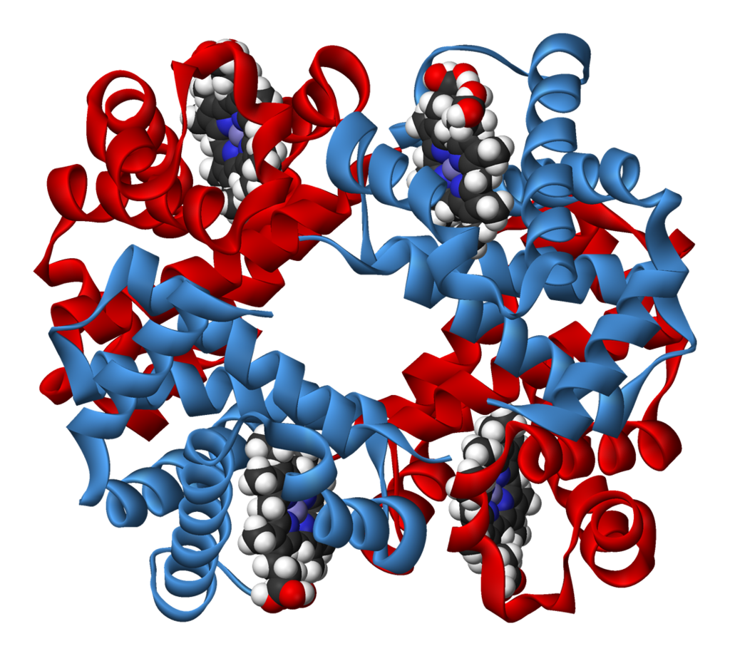 <b>Molécule d’hémoglobine observée sous Rastop</b><div><i>Hemoglobin-3D-ribbons.png, par Benjah-bmm27 via Wikimédia Commons, domaine publique,
 https://commons.wikimedia.org/wiki/File:Haemoglobin-3D-ribbons.png</i><br></div>