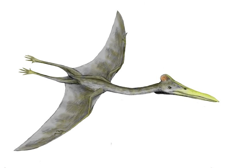 <b>Hatzegopteryx, un ptérosaure</b><div><i>Hatzegopteryx BW.jpg Par Nobu Tamura via wikimedia commons, CC-BY-3.0, https://commons.wikimedia.org/wiki/File:Hatzegopteryx_BW.jpg</i><b><br></b></div>