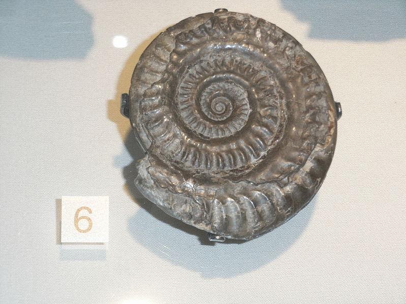 <b>Ammonite Hildoceras bifrons caractéristique du Jurassique</b><div><i>Hildoceras bifrons Bruguière.jpg par Notafly via wikimedia commons, CC-BY-SA-3.0, https://commons.wikimedia.org/wiki/File:Hildoceras_bifrons_Brugui%C3%A8re.jpg</i><b><br></b></div>