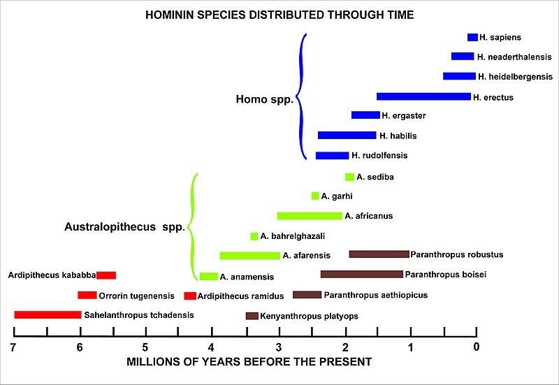 <i>Hominin evolution.jpg, par Cruithne9, via Wikimédia Commons, CC-BY-SA-4.0, https://commons.wikimedia.org/wiki/File:Hominin_evolution.jpg?uselang=fr</i>