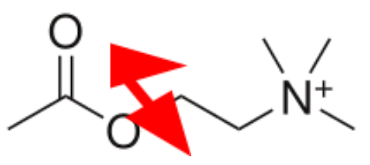<b>Molécule d’acétylcholine et lieu d’hydrolyse</b><div><i>2560px-Acetylcholine.svg, par Harbin propre travail, via Wikimédia Commons, domaine publique, https://commons.wikimedia.org/wiki/File:Acetylcholine.svg</i><b><br></b></div>