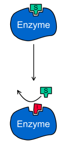 <b>Principe de l’inhibition enzymatique</b><div><i>Inhibiteur_competitif par  Yohan via Wikimédia Commons,  CC-BY-SA-3.0-migré
  https://commons.wikimedia.org/wiki/File:Inhibiteur_competitif.png,&nbsp; &nbsp;</i><b><br></b></div>