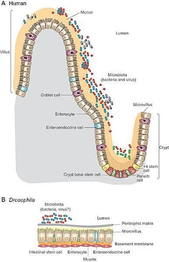 <b style="">Le microbiote intestinal<br></b><i>Cellules épithéliales intestinales.jpg par  Adam CN Wong, Audrey S. Vanhove et Paula I. Watnick via Wikimedia commons, </i><a href="https://commons.wikimedia.org/wiki/Category:CC-BY-3.0" style="font-style: italic; text-decoration: none;">CC-BY-3.0</a><i>, </i><a href="https://commons.wikimedia.org/wiki/File:Intestinal_epithelial_cells.jpg" style="font-style: italic; text-decoration: none;">https://commons.wikimedia.org/wiki/File:Intestinal_epithelial_cells.jpg</a><br>