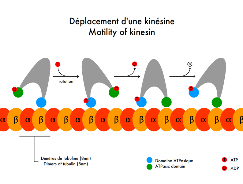 <b>Principe de déplacement d’une<i> </i>kinésine sur un microtubule</b><div><i>794px-Motility_of_kinesin, par Slagt, travail personnel, via wikimedia commons, domaine publique, https://commons.wikimedia.org/wiki/File:Motility_of_kinesin.png?uselang=fr</i><b><br></b></div>