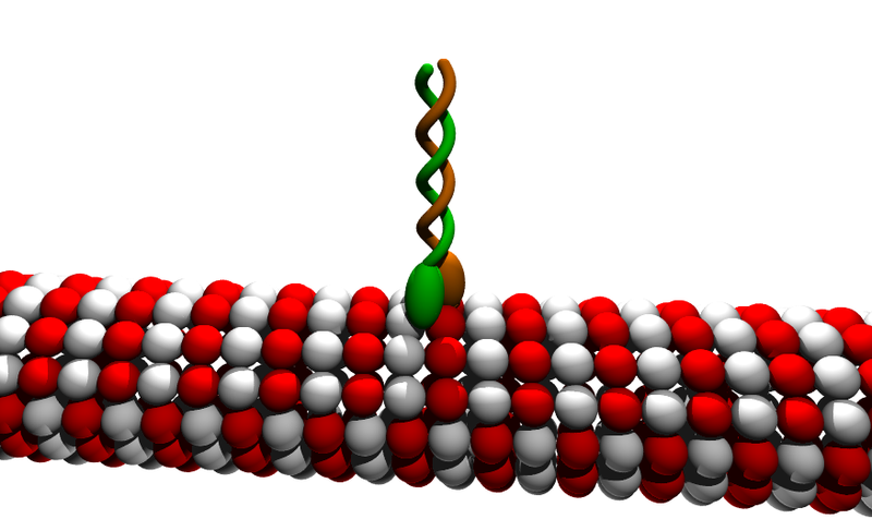 <b>Molécule de Kinésine fixée sur un microtubule, représentée sans son chargement</b><div><i>800px-Kinesin_cartoon, par  Kebes a, via Wikimédia Commons,  CC-BY-SA-3.0-migré, https://commons.wikimedia.org/wiki/File:Kinesin_cartoon.png</i><b><br></b></div>