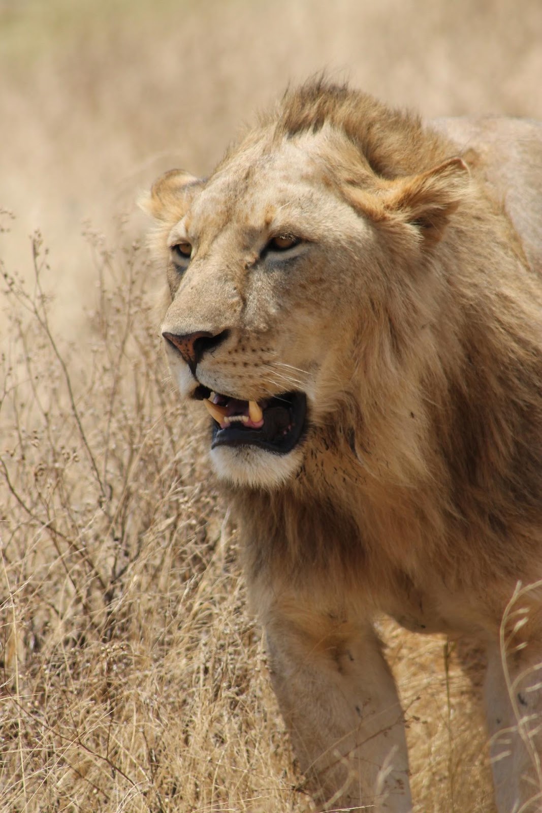 <b>Lion du cratère Ngorongoro</b><div><i>lion-5325074_1920, Image par gordon9855 de Pixabay , licence Pixabay, libre pour usage commercial, https://pixabay.com/fr/photos/lion-afrique-ngorongoro-crat%C3%A8re-5325074/</i><b><br></b></div>