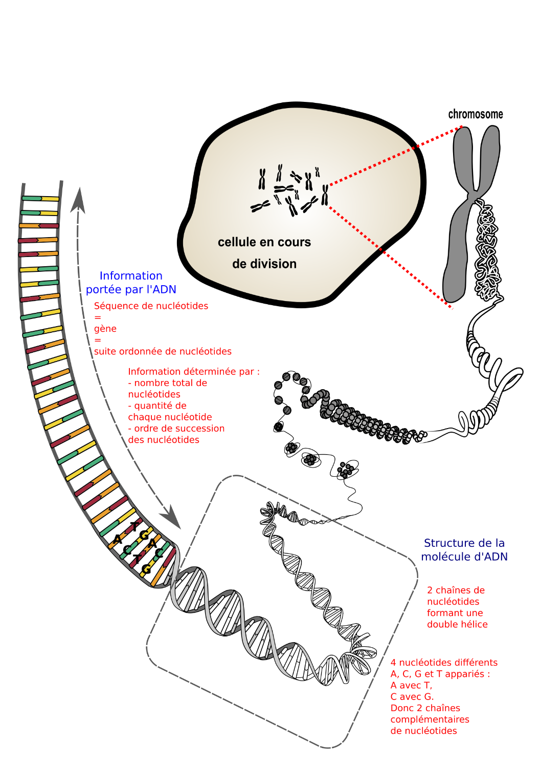 <i> Superenroulement de l’AND : Du chromosome à l'ADN porteur d'une information (légende) .svg par NIH, utilisateur: Phrood, En rouge  via wikimedia commons,  CC-Zéro https://commons.wikimedia.org/wiki/File:Du_chromosome_%C3%A0_l%27ADN_porteur_d%27une_information_(avec_l%C3%A9gende).svg</i>