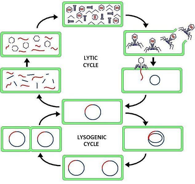 <b>Cycles lytique et lysogène d’un bactériophage</b><div><i>Phage2.JPG, par Suly12, propre travail, CC-BY-SA-3.0-migrated, via Wikimédia Commons, https://commons.wikimedia.org/wiki/File:Phage2.JPG</i><b><br></b></div>