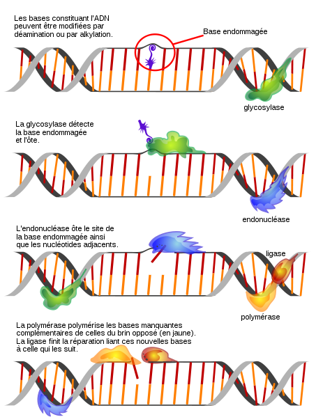 Mécanisme de réparation de l’ADN<div><i>Excursion de la base de réparation de l'adn fr.svg Par LadyofHats via Wikimédia Commons, Domaine public, https://commons.wikimedia.org/wiki/File:Dna_repair_base_excersion_fr.svg</i><br></div>