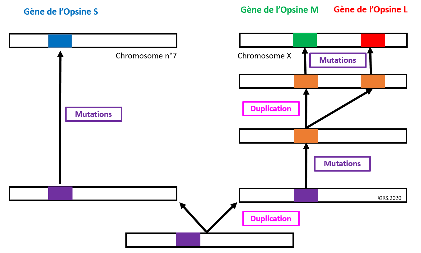 <b>Mécanismes génétiques à l’origine de la famille multigénique des opsines</b>