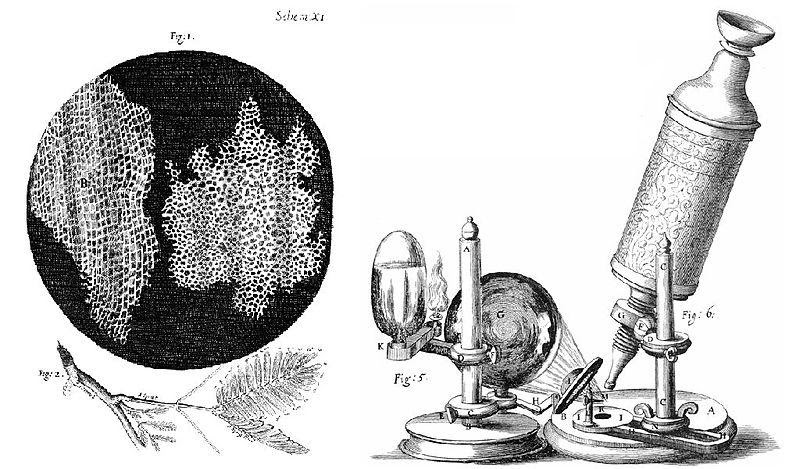 <b>Microscope inventé par Robert Hooke en 1665 et dessin de ses premières observations de cellules.</b><div><i>Hooke-Microscope-cork.jpg, source : Micrographie, Robert Hooke (1635-1702). Imagen montada y subida por Alejandro Porto ., domaine public, via wikimédia commons, https://commons.wikimedia.org/wiki/File:Hooke-Microscope-cork.jpg&nbsp; &nbsp; &nbsp;&nbsp;</i><b><br></b></div>