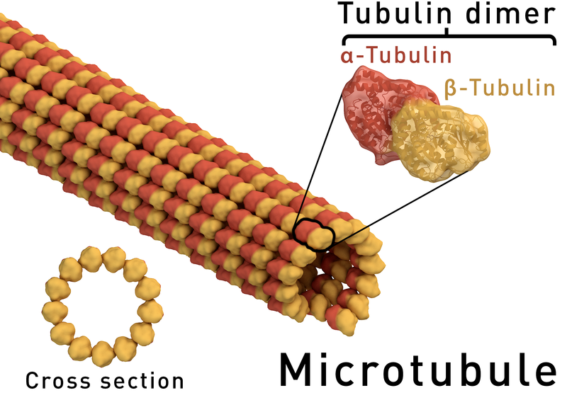 <b>Un microtubule</b><div><i>Microtubule_structure, par Thomas Splettstoesser (www.scistyle.com), propre travail, via Wikimédia Commons,  CC-BY-SA-4.0, https://commons.wikimedia.org/wiki/File:Microtubule_structure.png?uselang=fr</i><b><br></b></div>
