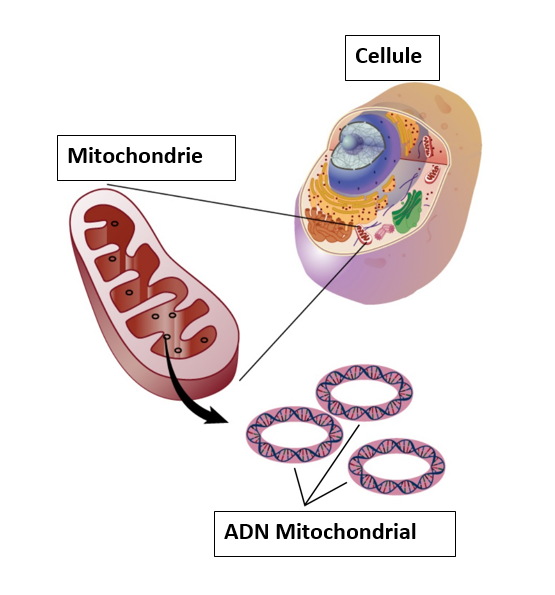 La mitochondrie et son matériel génétique<br><i>ADN mitocondrial.jpg, par l’Institut national de recherche sur le génome humain via Wikimedia commons, Domaine public, modifié par Sandra Rivière  https://commons.wikimedia.org/wiki/File:ADN_mitocondrial.jpg</i>