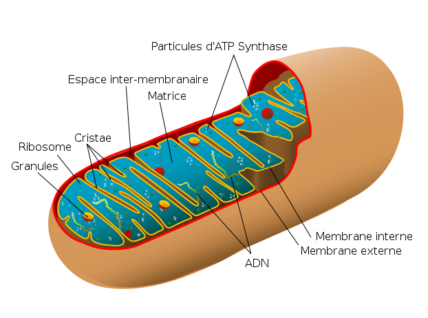 <b>Structure d’une mitochondrie</b><div><i>622px-Animal_mitochondrion_diagram_fr.svg, traduit par Ethan Gray , original par LadyofHats, via Wikimédia Commons, domaine publique, https://commons.wikimedia.org/wiki/File:Animal_mitochondrion_diagram_fr.svg</i><b><br></b></div>